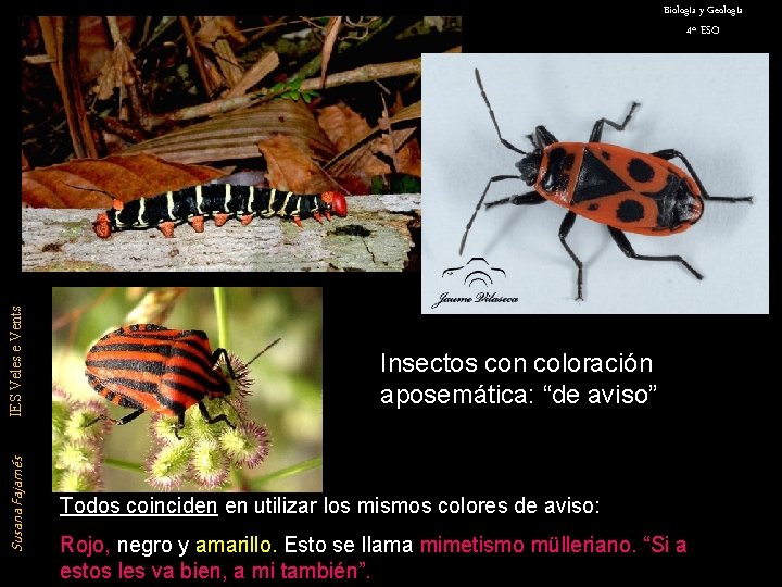 Biología y Geología Susana Fajarnés IES Veles e Vents 4º ESO Insectos con coloración