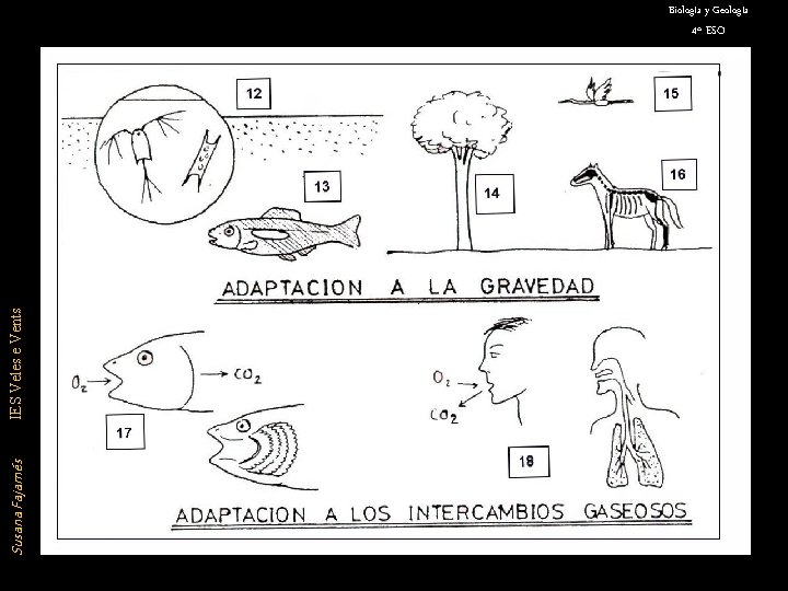 Susana Fajarnés IES Veles e Vents Biología y Geología 4º ESO 