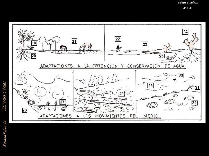 Susana Fajarnés IES Veles e Vents Biología y Geología 4º ESO 