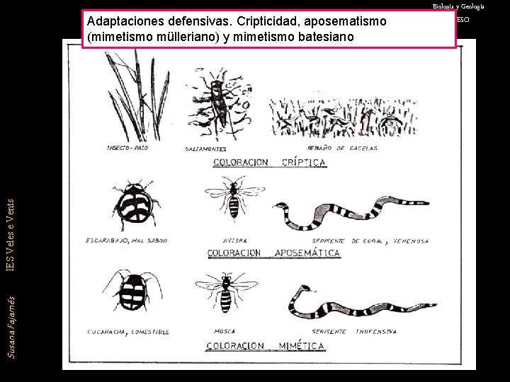 Susana Fajarnés IES Veles e Vents Adaptaciones defensivas. Cripticidad, aposematismo (mimetismo mülleriano) y mimetismo