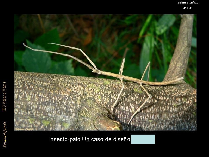 Biología y Geología Susana Fajarnés IES Veles e Vents 4º ESO Insecto-palo Un caso