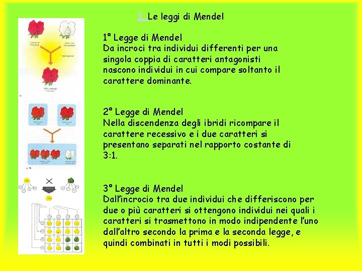 3. Le leggi di Mendel 1° Legge di Mendel Da incroci tra individui differenti