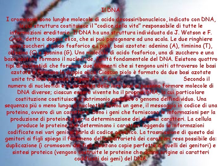 Il DNA I cromosomi sono lunghe molecole di acido desossiribonucleico, indicato con DNA, la