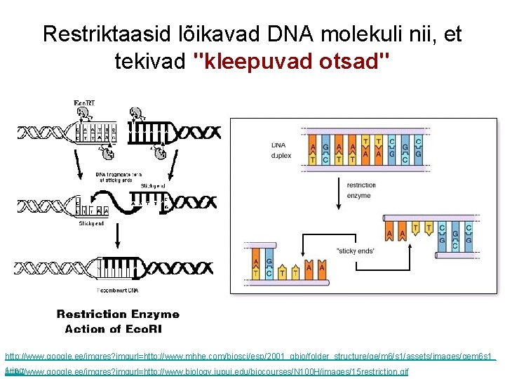 Restriktaasid lõikavad DNA molekuli nii, et tekivad "kleepuvad otsad" http: //www. google. ee/imgres? imgurl=http: