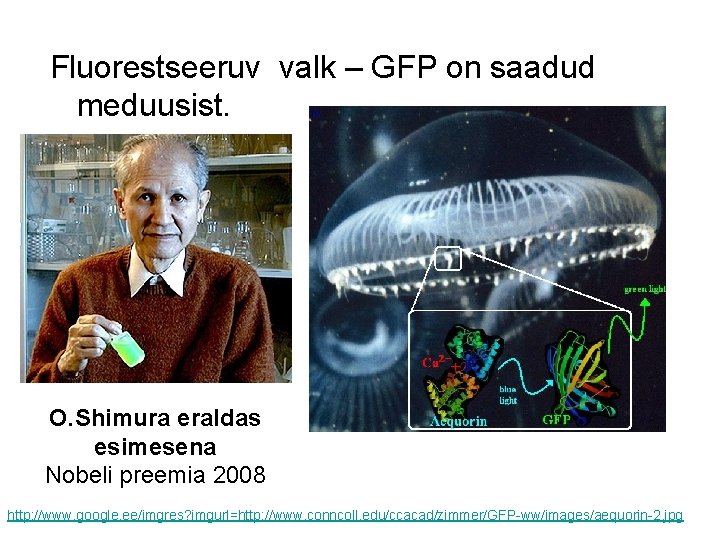 Fluorestseeruv valk – GFP on saadud meduusist. O. Shimura eraldas esimesena Nobeli preemia 2008