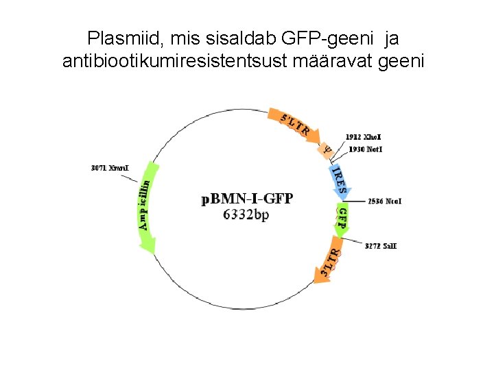 Plasmiid, mis sisaldab GFP-geeni ja antibiootikumiresistentsust määravat geeni 