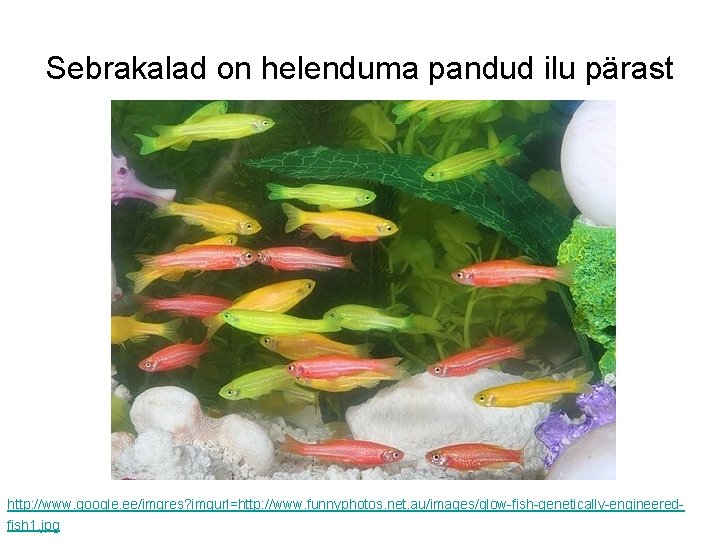 Sebrakalad on helenduma pandud ilu pärast http: //www. google. ee/imgres? imgurl=http: //www. funnyphotos. net.