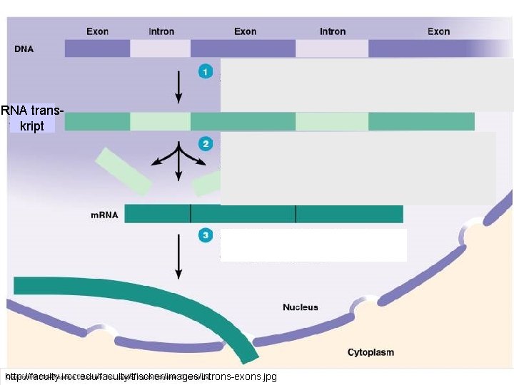 RNA transkript http: //faculty. ircc. edu/faculty/tfischer/images/introns-exons. jpg 