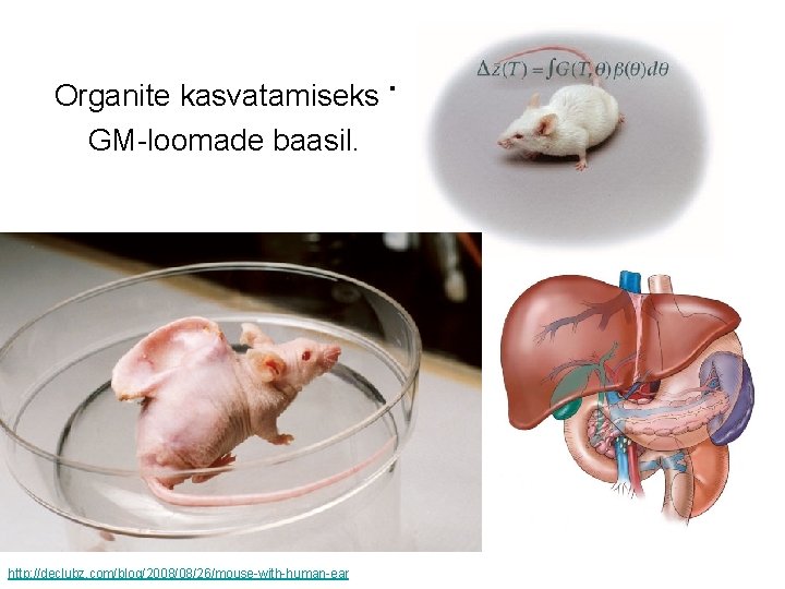 . Organite kasvatamiseks GM-loomade baasil. http: //declubz. com/blog/2008/08/26/mouse-with-human-ear 