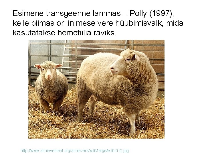 Esimene transgeenne lammas – Polly (1997), kelle piimas on inimese vere hüübimisvalk, mida kasutatakse
