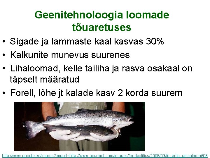 Geenitehnoloogia loomade tõuaretuses • Sigade ja lammaste kaal kasvas 30% • Kalkunite munevus suurenes