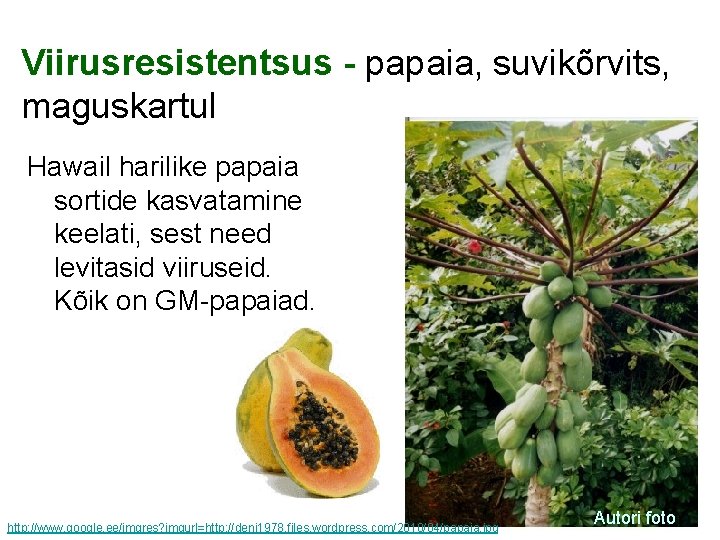 Viirusresistentsus - papaia, suvikõrvits, maguskartul Hawail harilike papaia sortide kasvatamine keelati, sest need levitasid