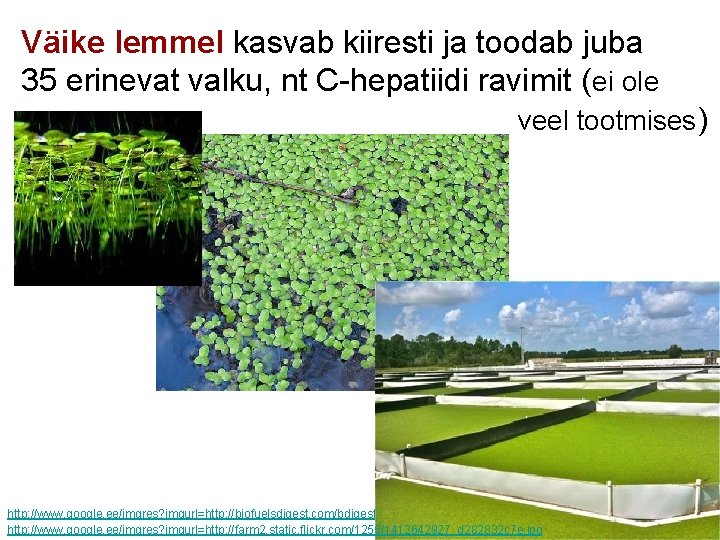 Väike lemmel kasvab kiiresti ja toodab juba 35 erinevat valku, nt C-hepatiidi ravimit (ei