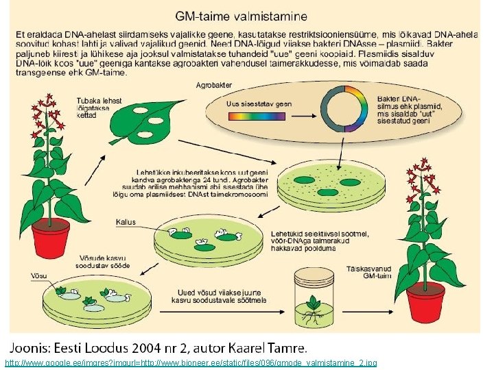 http: //www. google. ee/imgres? imgurl=http: //www. bioneer. ee/static/files/096/gmode_valmistamine_2. jpg 