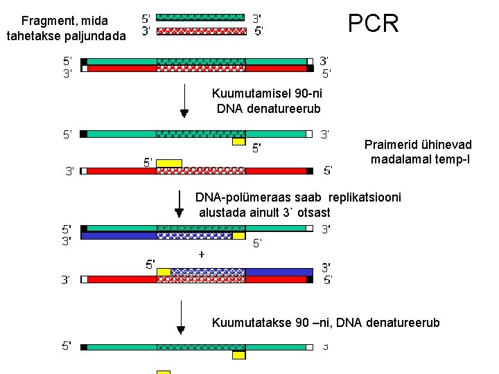 PCR Fragment, mida tahetakse paljundada Kuumutamisel 90 -ni DNA denatureerub Praimerid ühinevad madalamal temp-l
