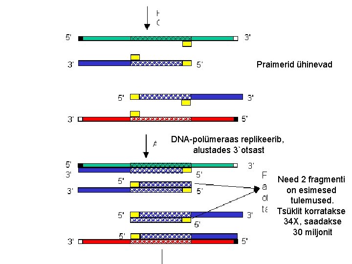 Praimerid ühinevad DNA-polümeraas replikeerib, alustades 3`otsast Need 2 fragmenti on esimesed tulemused. Tsüklit korratakse