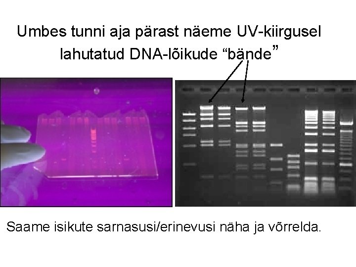 Umbes tunni aja pärast näeme UV-kiirgusel lahutatud DNA-lõikude “bände” Saame isikute sarnasusi/erinevusi näha ja