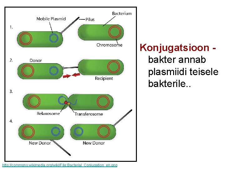 Konjugatsioon - bakter annab plasmiidi teisele bakterile. . http: //commons. wikimedia. org/wiki/File: Bacterial_Conjugation_en. png