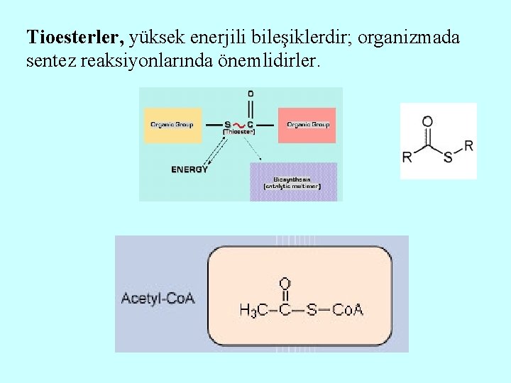 Tioesterler, yüksek enerjili bileşiklerdir; organizmada sentez reaksiyonlarında önemlidirler. 