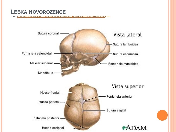 LEBKA NOVOROZENCE OBR. HTTP: //REIDHOSP. ADAM. COM/CONTENT. ASPX? PRODUCT ID=39&PID=5&GID=003309&PRINT=1 