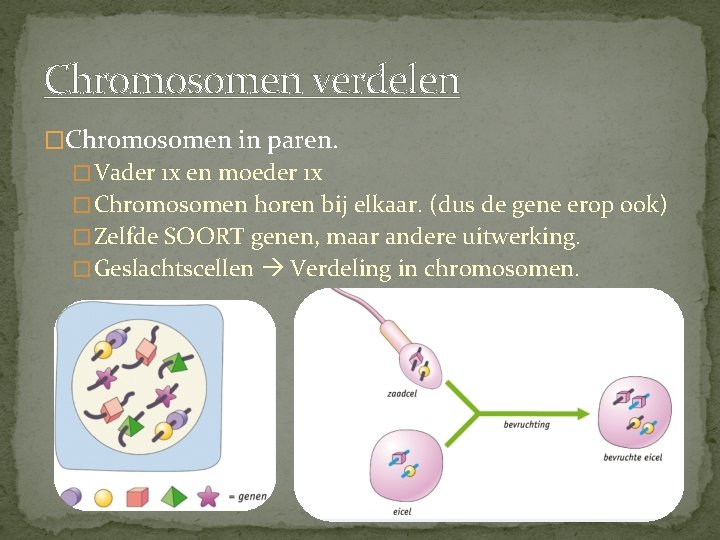 Chromosomen verdelen �Chromosomen in paren. � Vader 1 x en moeder 1 x �