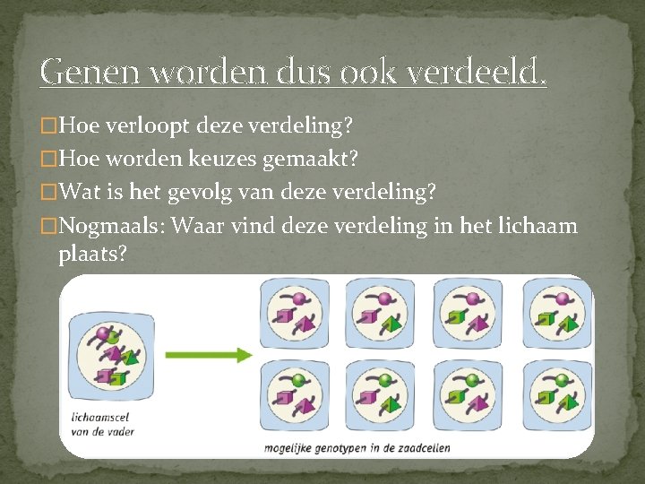 Genen worden dus ook verdeeld. �Hoe verloopt deze verdeling? �Hoe worden keuzes gemaakt? �Wat