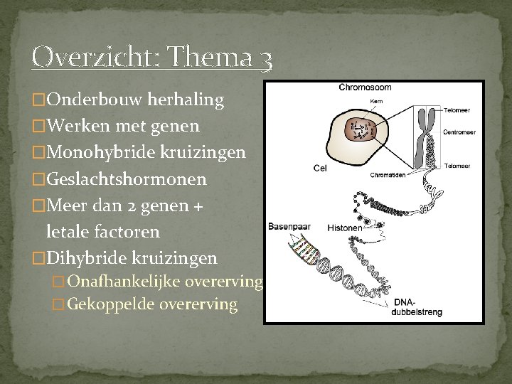 Overzicht: Thema 3 �Onderbouw herhaling �Werken met genen �Monohybride kruizingen �Geslachtshormonen �Meer dan 2