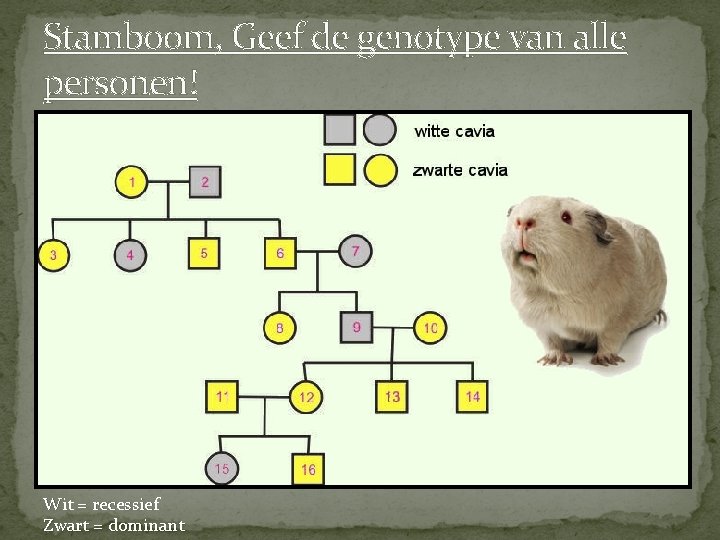 Stamboom, Geef de genotype van alle personen! Wit = recessief Zwart = dominant 