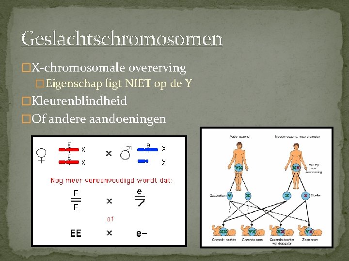 Geslachtschromosomen �X-chromosomale overerving � Eigenschap ligt NIET op de Y �Kleurenblindheid �Of andere aandoeningen