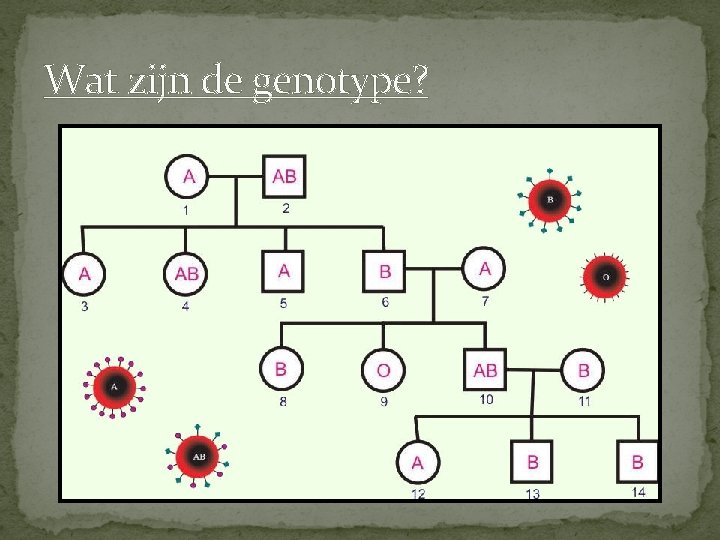 Wat zijn de genotype? 