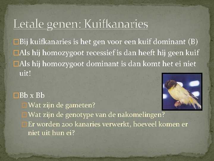 Letale genen: Kuifkanaries �Bij kuifkanaries is het gen voor een kuif dominant (B) �Als