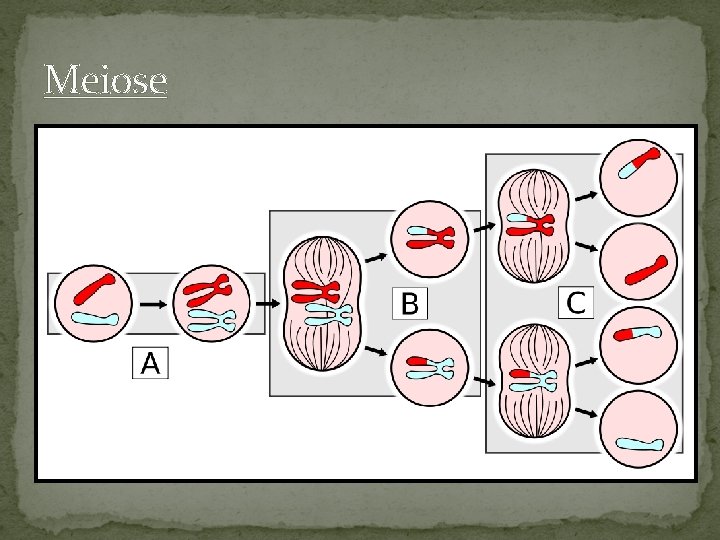 Meiose 