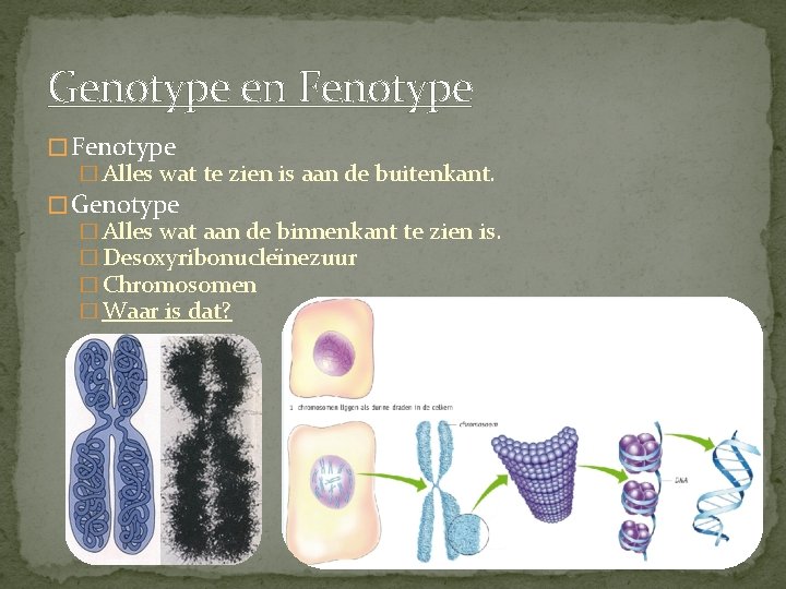 Genotype en Fenotype � Alles wat te zien is aan de buitenkant. � Genotype
