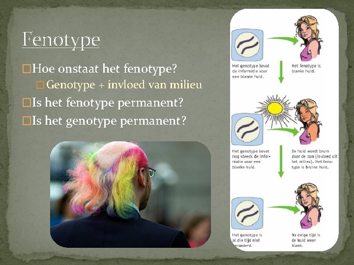 Fenotype �Hoe onstaat het fenotype? � Genotype + invloed van milieu �Is het fenotype