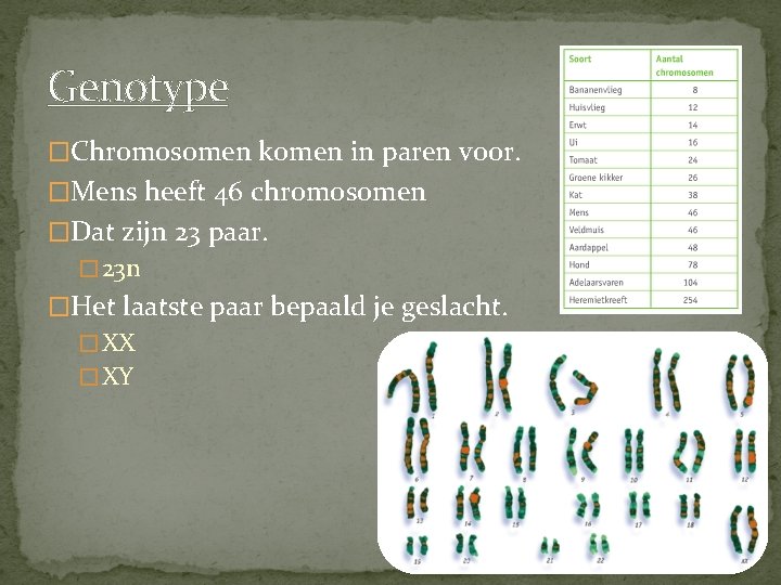 Genotype �Chromosomen komen in paren voor. �Mens heeft 46 chromosomen �Dat zijn 23 paar.
