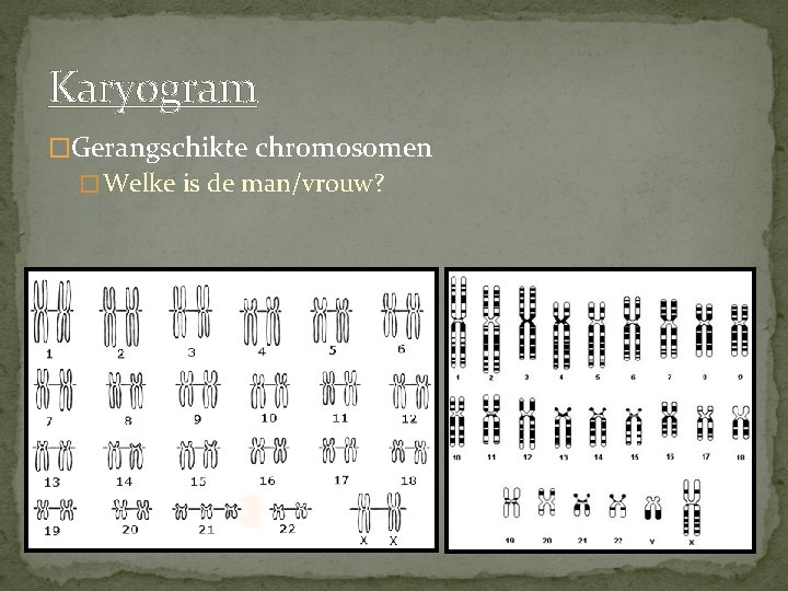 Karyogram �Gerangschikte chromosomen � Welke is de man/vrouw? 