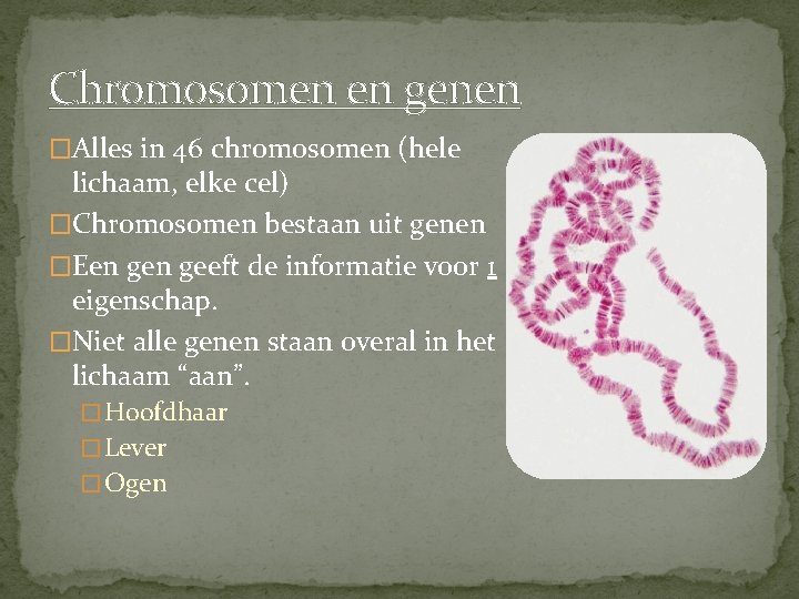 Chromosomen en genen �Alles in 46 chromosomen (hele lichaam, elke cel) �Chromosomen bestaan uit