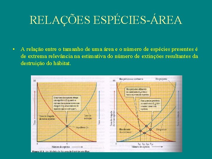 RELAÇÕES ESPÉCIES-ÁREA • A relação entre o tamanho de uma área e o número