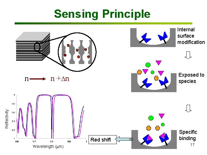 Sensing Principle Internal surface modification n + n Reflectivity n Exposed to species Red