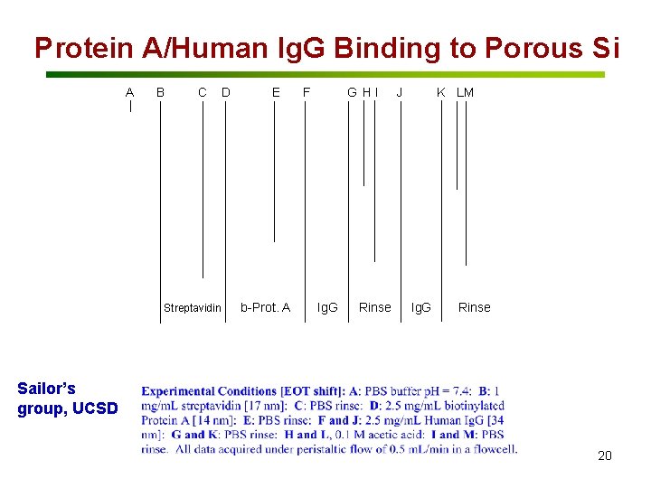 Protein A/Human Ig. G Binding to Porous Si A B C Streptavidin D E