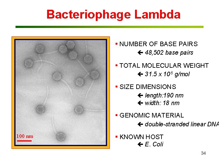 Bacteriophage Lambda § NUMBER OF BASE PAIRS 48, 502 base pairs § TOTAL MOLECULAR