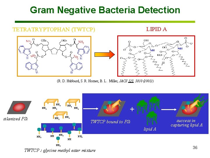 Gram Negative Bacteria Detection LIPID A TETRATRYPTOPHAN (TWTCP) (R. D. Hubbard, S. R. Horner,