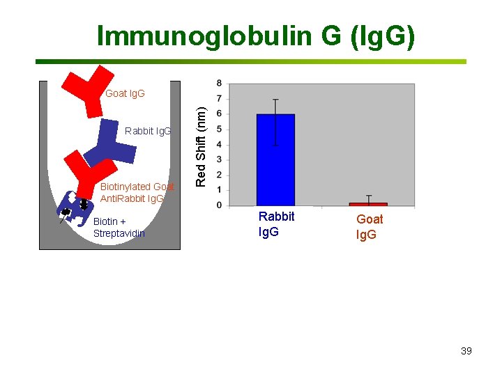 Immunoglobulin G (Ig. G) Rabbit Ig. G Biotinylated Goat Anti. Rabbit Ig. G Biotin