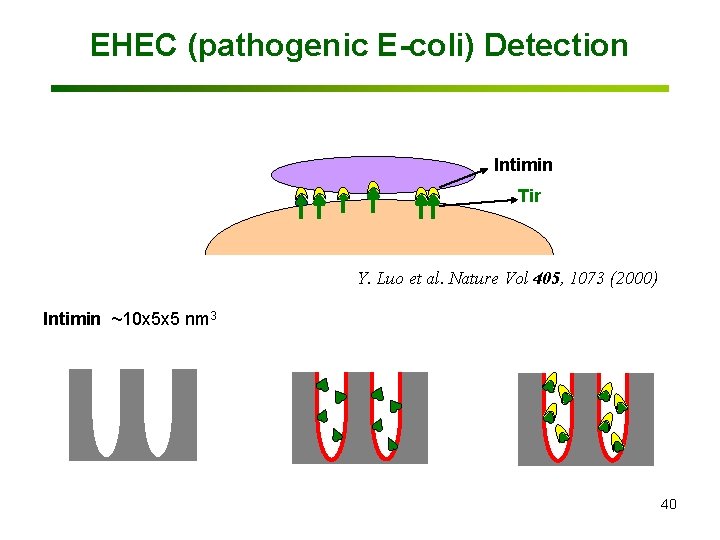 EHEC (pathogenic E-coli) Detection Intimin Tir Y. Luo et al. Nature Vol 405, 1073