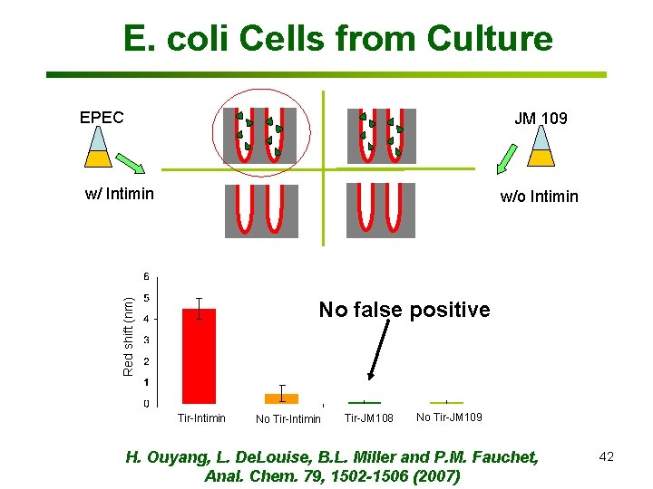 E. coli Cells from Culture EPEC JM 109 w/ Intimin w/o Intimin Red shift