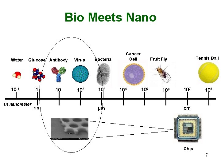 Bio Meets Nano Water Glucose Antibody 10 -1 In nanometer 1 nm 10 Virus