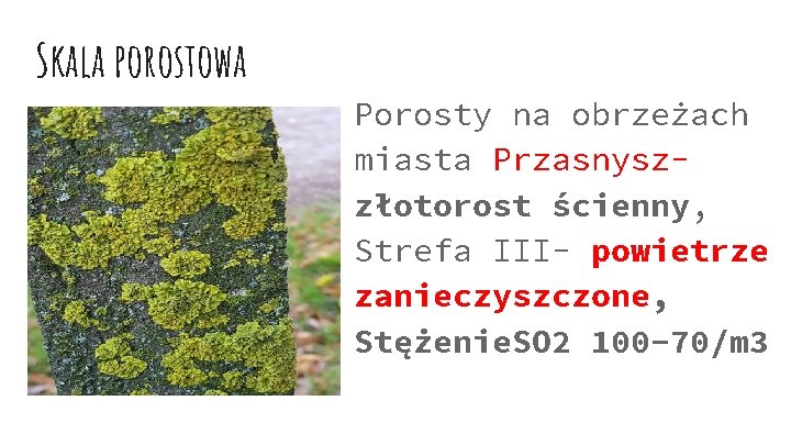 Skala porostowa Porosty na obrzeżach miasta Przasnyszzłotorost ścienny, Strefa III- powietrze zanieczyszczone, Stężenie. SO