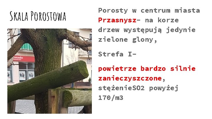 Skala Porostowa Porosty w centrum miasta Przasnysz- na korze drzew występują jedynie zielone glony,