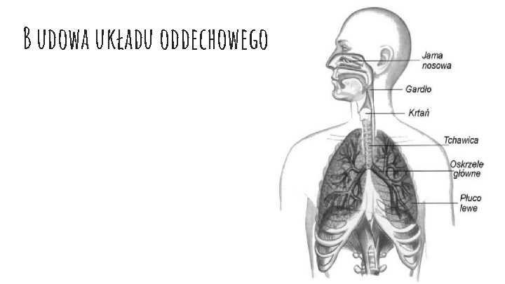 B udowa układu oddechowego 