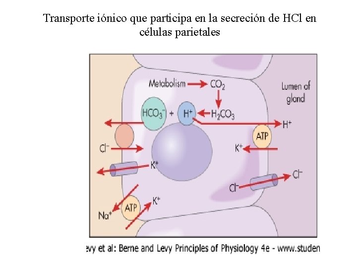 Transporte iónico que participa en la secreción de HCl en células parietales 